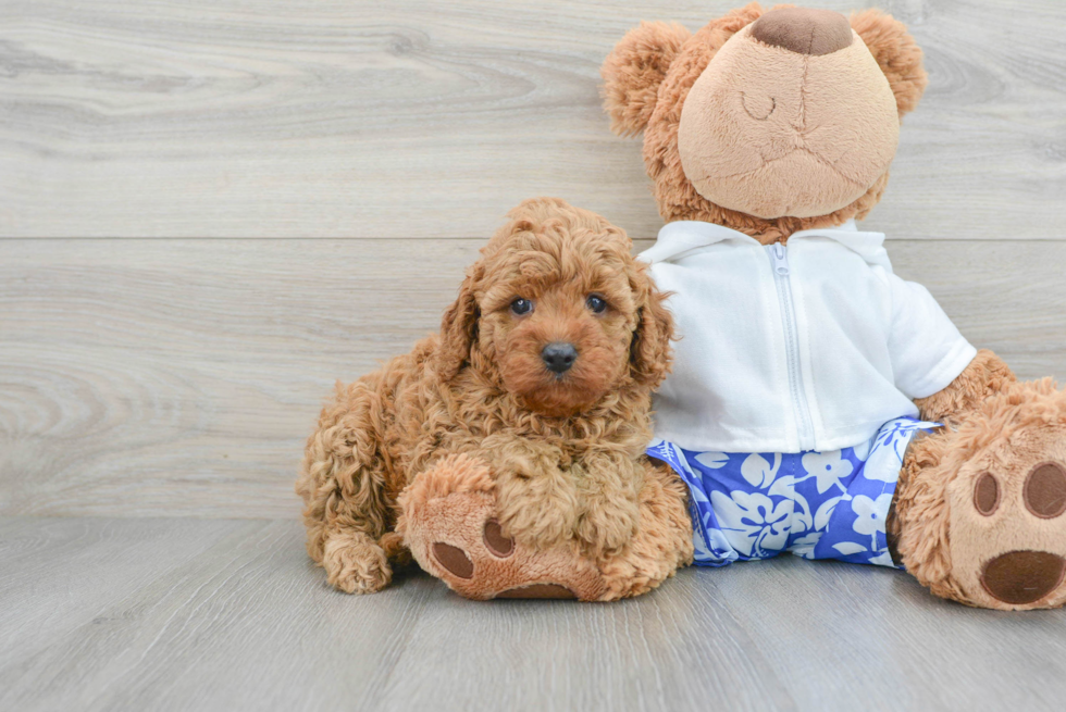 Friendly Cavapoo Baby