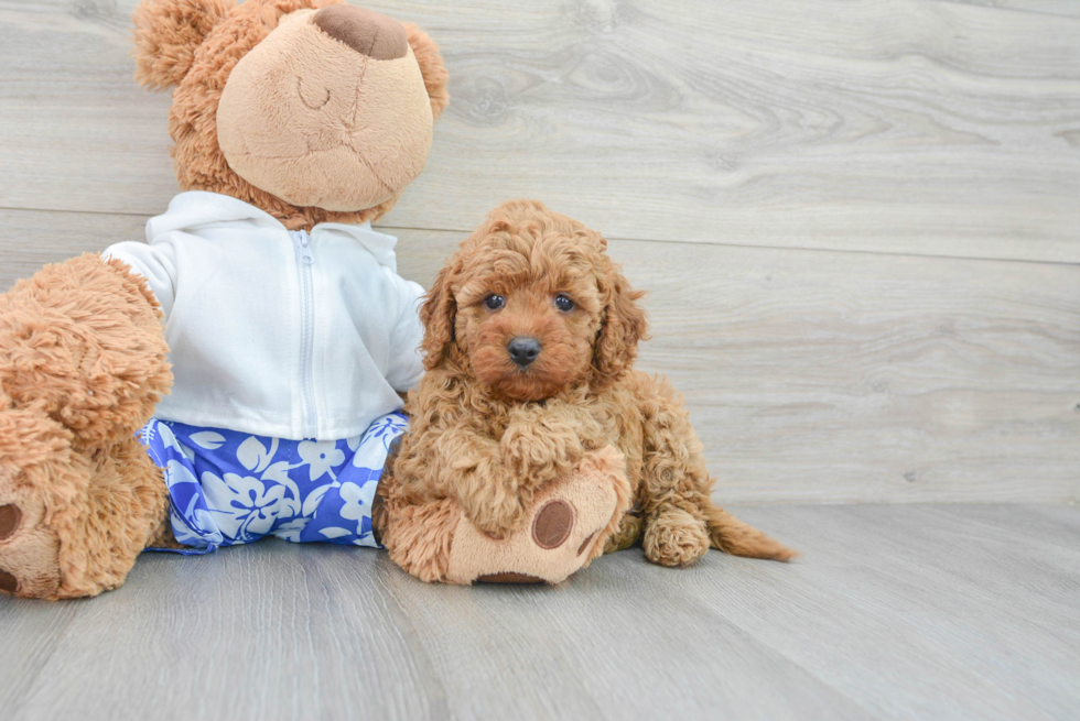 Funny Cavapoo Poodle Mix Pup