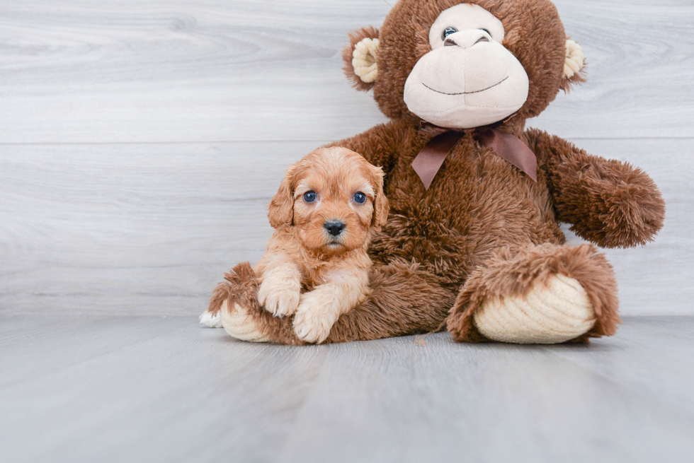 Cavapoo Pup Being Cute