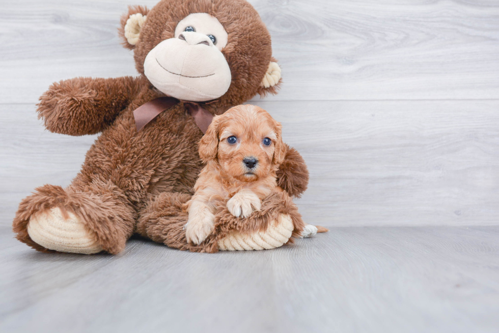 Cavapoo Puppy for Adoption