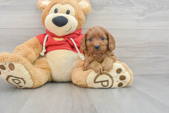 Cavapoo Puppy for Adoption