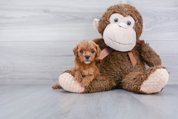 Best Cavapoo Baby