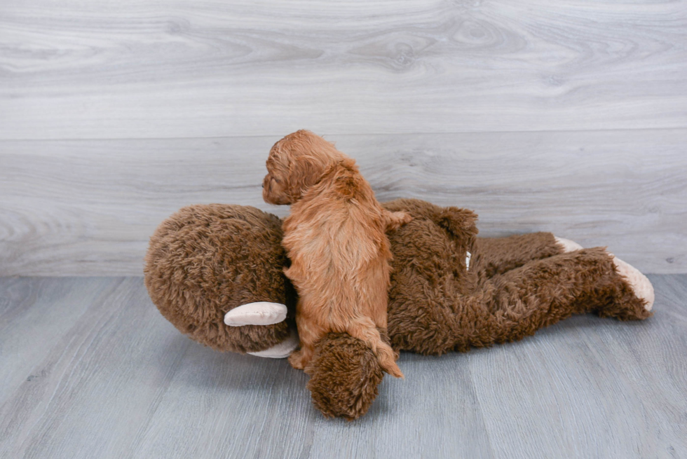 Sweet Cavapoo Baby