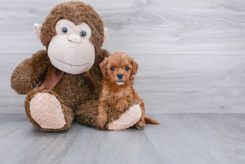 Cavapoo Pup Being Cute