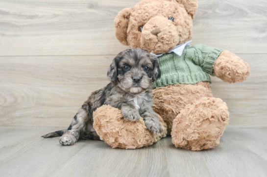 Cavapoo Pup Being Cute