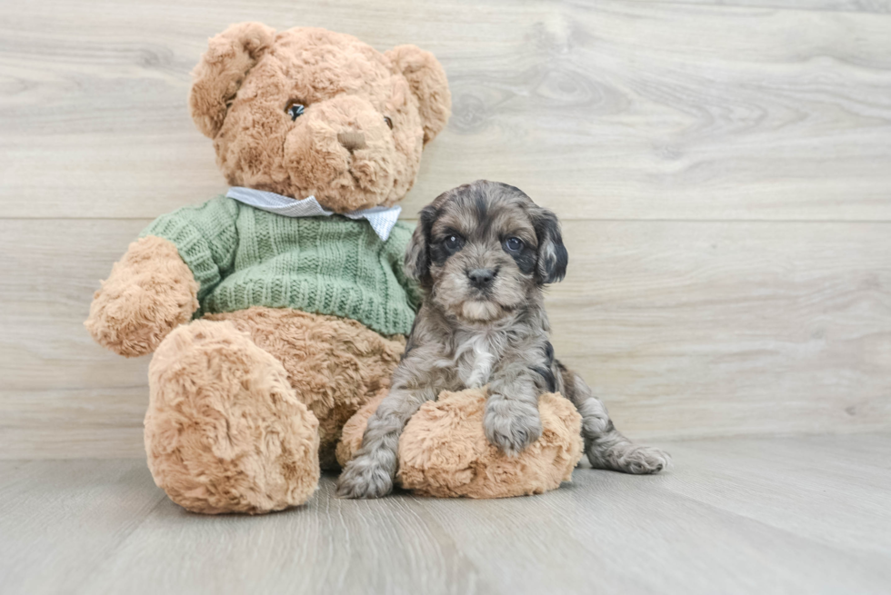 Popular Cavapoo Poodle Mix Pup