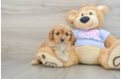 Cavapoo Puppy for Adoption