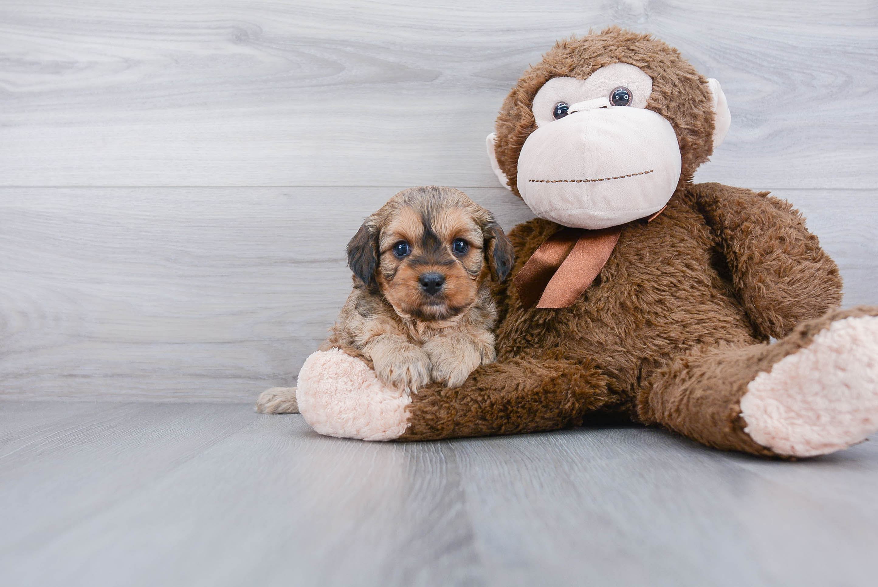 Best Cavapoo Baby