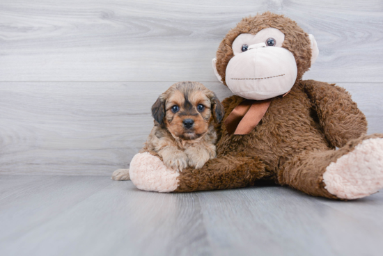 Best Cavapoo Baby