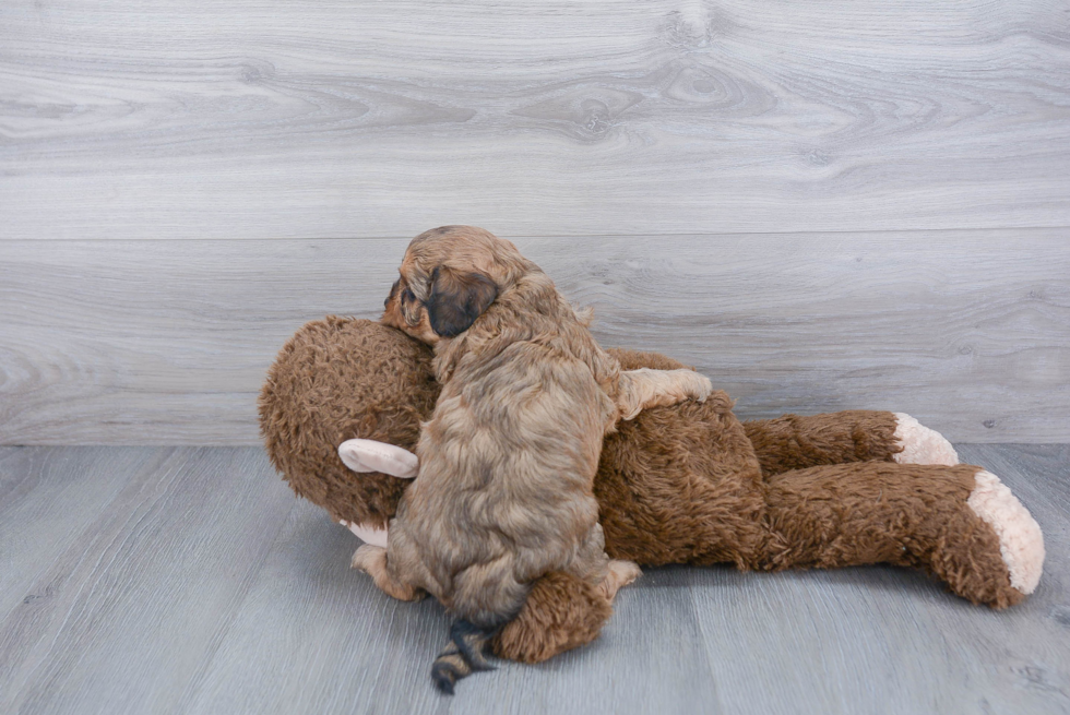 Cute Cavapoo Baby