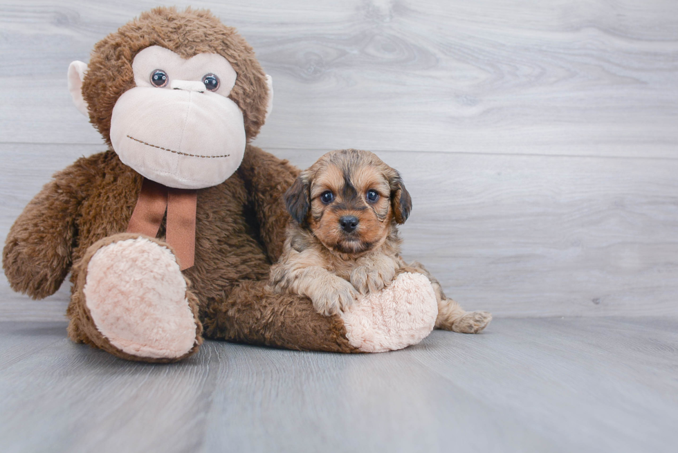 Sweet Cavapoo Baby