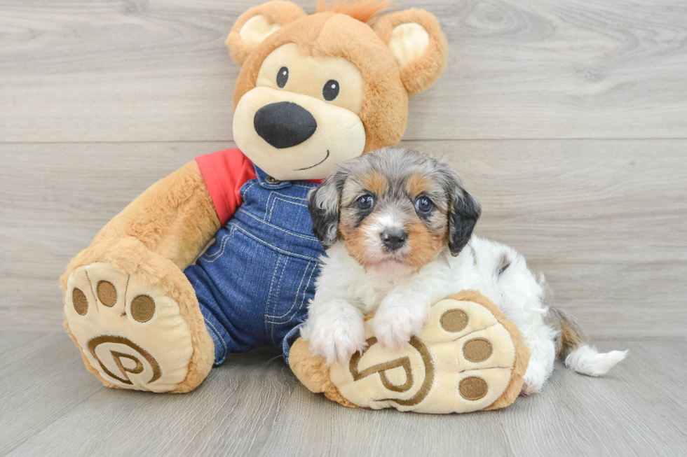 Best Cavapoo Baby