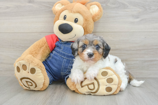 Best Cavapoo Baby