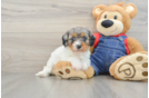Happy Cavapoo Baby