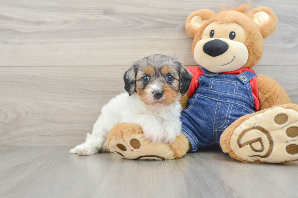 Happy Cavapoo Baby