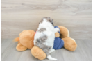 Popular Cavapoo Poodle Mix Pup