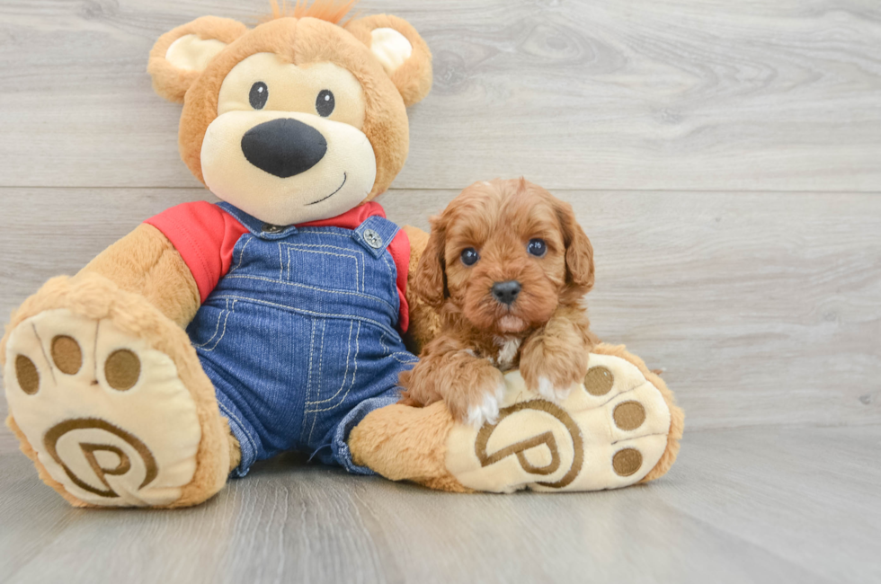 5 week old Cavapoo Puppy For Sale - Premier Pups