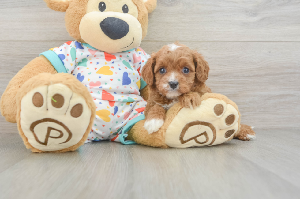 5 week old Cavapoo Puppy For Sale - Premier Pups