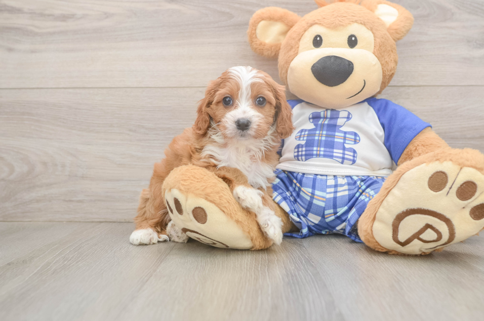 5 week old Cavapoo Puppy For Sale - Premier Pups