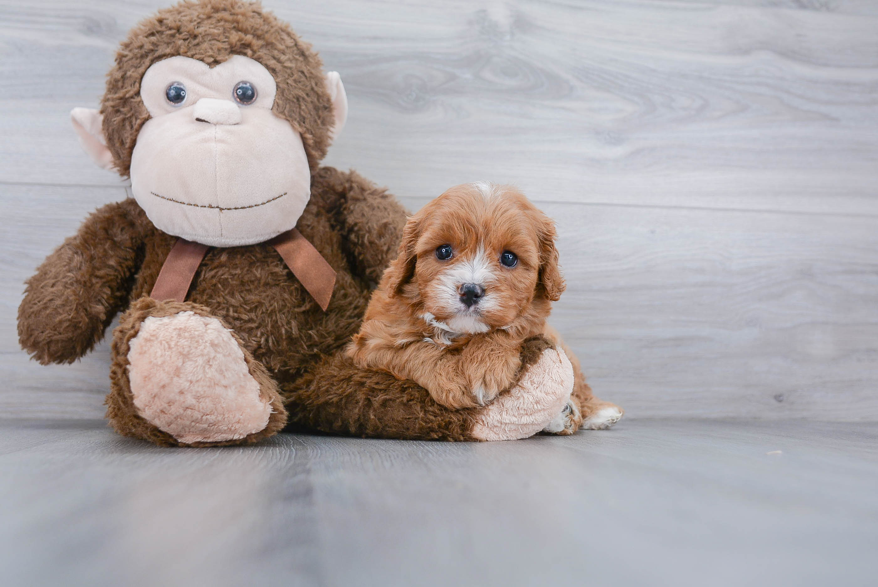 Best Cavapoo Baby