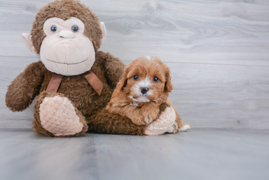 Best Cavapoo Baby