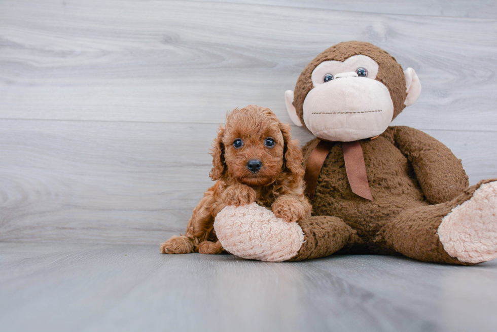 Best Cavapoo Baby