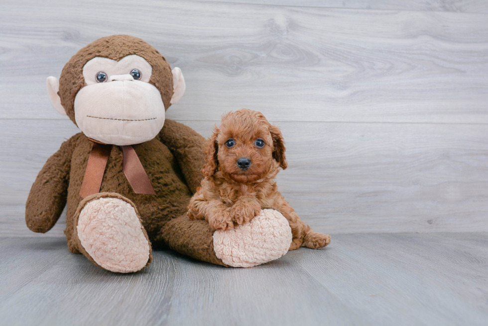 Cavapoo Puppy for Adoption