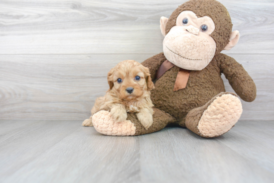 Sweet Cavapoo Baby