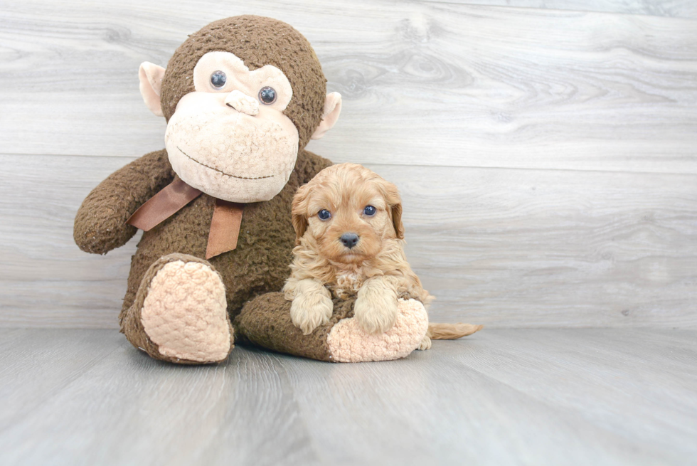 Sweet Cavapoo Baby