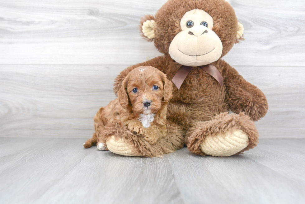 Sweet Cavapoo Baby