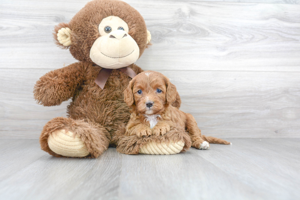 Best Cavapoo Baby