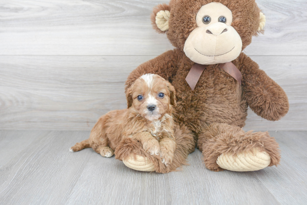 Smart Cavapoo Poodle Mix Pup