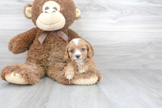 Smart Cavapoo Poodle Mix Pup