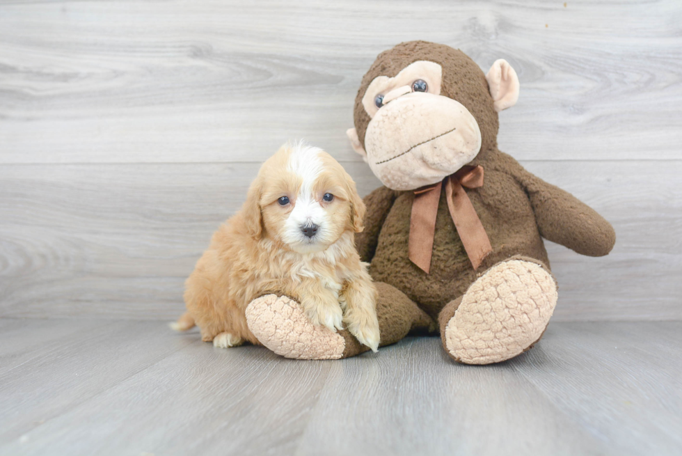 Small Cavapoo Baby