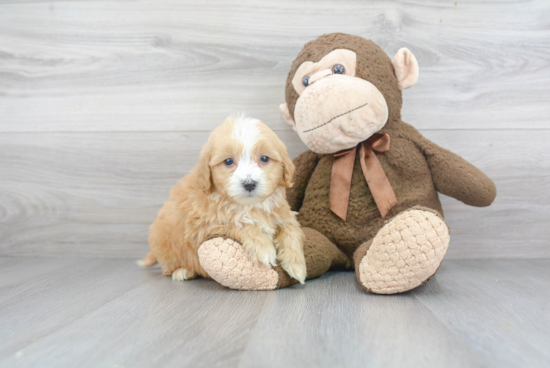 Small Cavapoo Baby