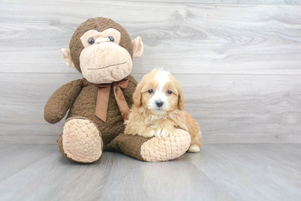 Playful Cavoodle Poodle Mix Puppy