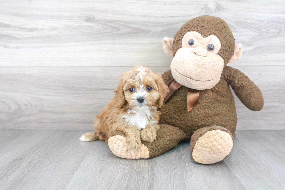 Cavapoo Puppy for Adoption