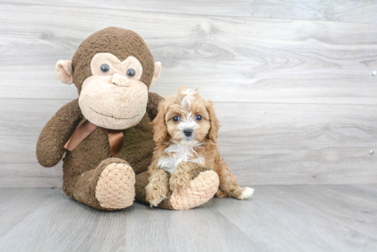 Friendly Cavapoo Baby