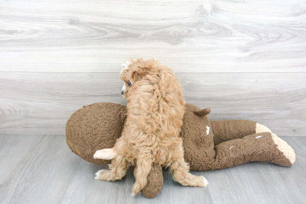 Little Cavoodle Poodle Mix Puppy