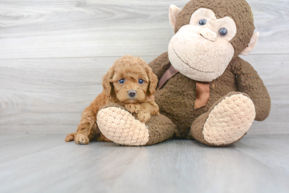 Cavapoo Pup Being Cute