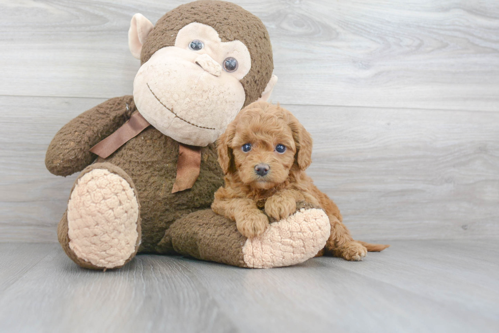 Cavapoo Pup Being Cute