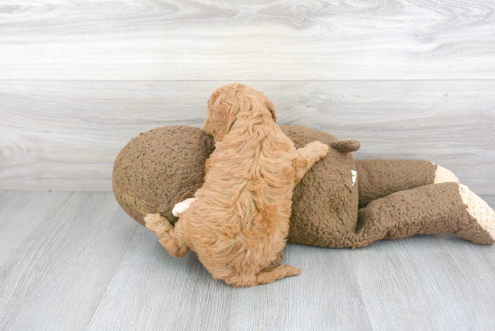 Smart Cavapoo Poodle Mix Pup