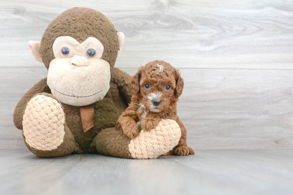 Energetic Cavoodle Poodle Mix Puppy