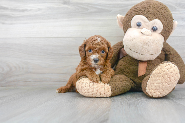 Playful Cavoodle Poodle Mix Puppy