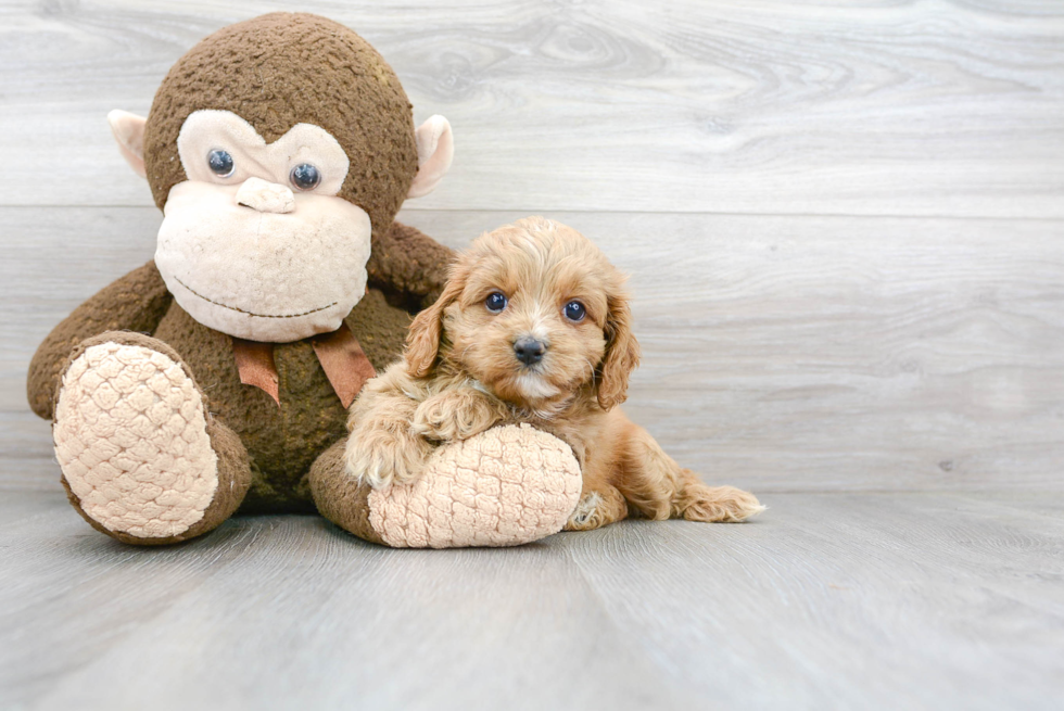 Friendly Cavapoo Baby