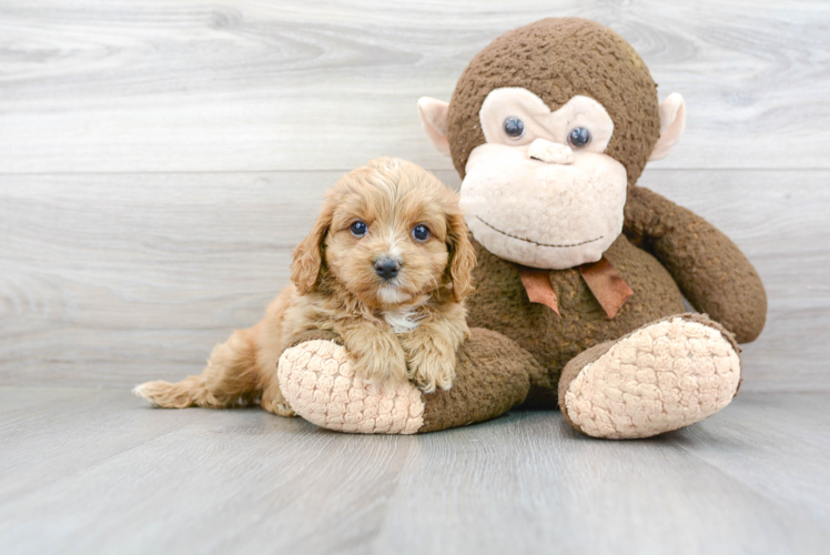 Energetic Cavoodle Poodle Mix Puppy