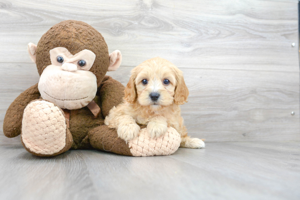 Fluffy Cavapoo Poodle Mix Pup