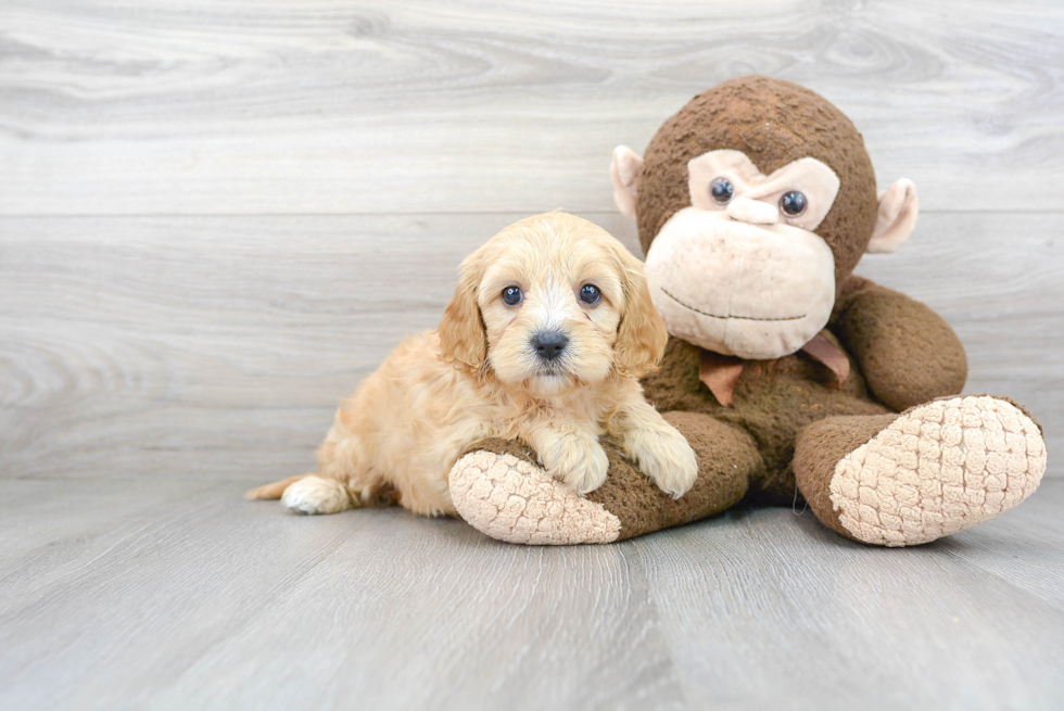 Fluffy Cavapoo Poodle Mix Pup