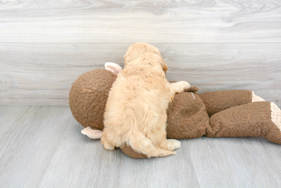 Cavapoo Pup Being Cute