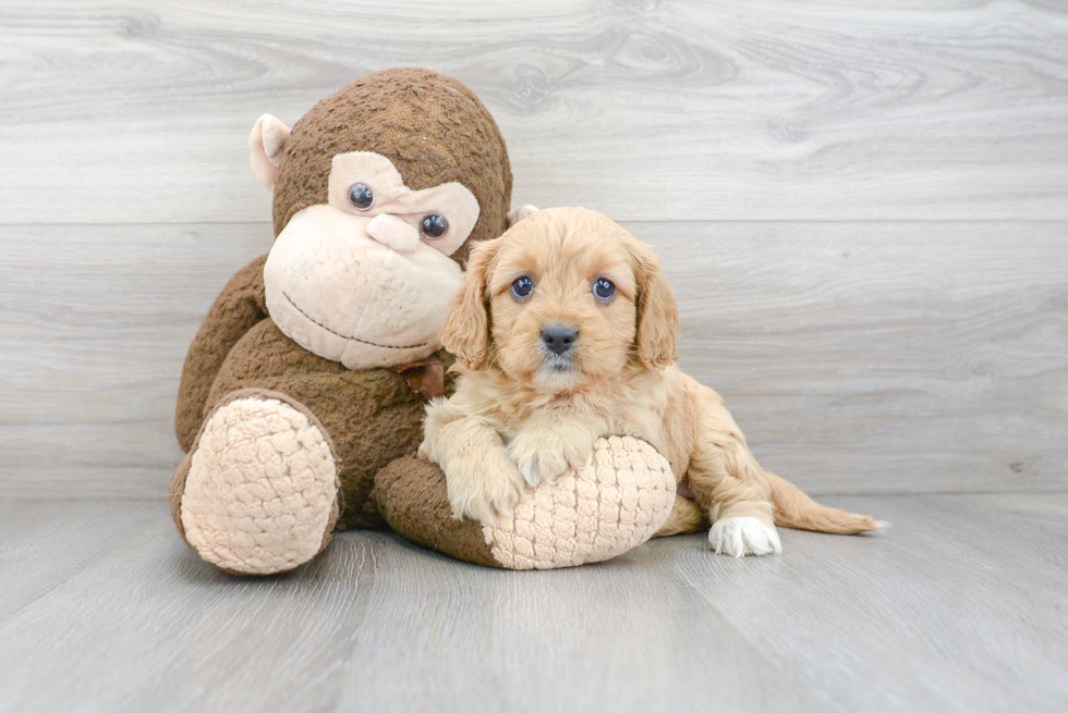 Hypoallergenic Cavoodle Poodle Mix Puppy